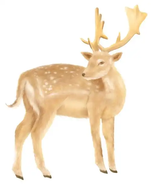 梅花鹿写实插画