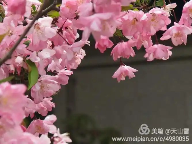 红千鸟(见点梅诗,其八)