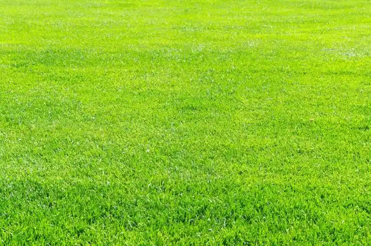 绿色护眼的草坪风景图片第2张
