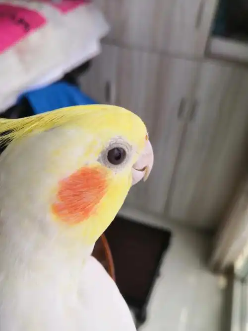 能帮我看看这只玄凤年龄吗?