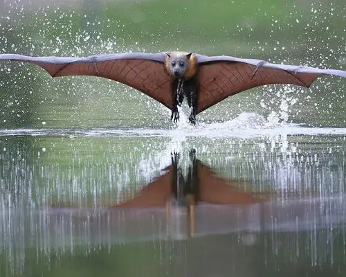 蝙蝠飞行,翅膀,水 壁纸 - 1280x1024