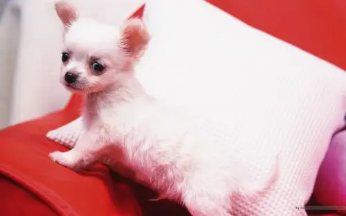 可爱狗狗萌照高清壁纸【4】