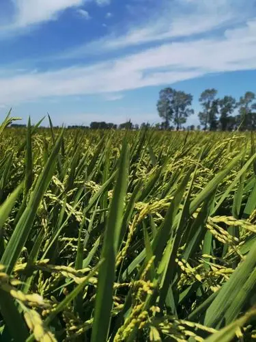 东北玉米水稻面临一场大威胁!