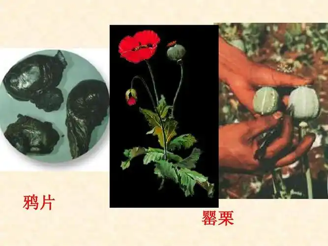 鸦片 罂栗