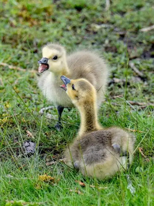 加拿大鹅是猛兽加拿小鹅却是萌物