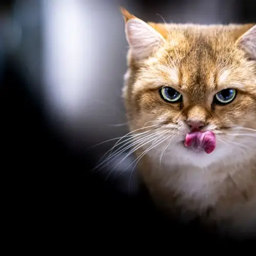 猫一种骨子里傲气的样子