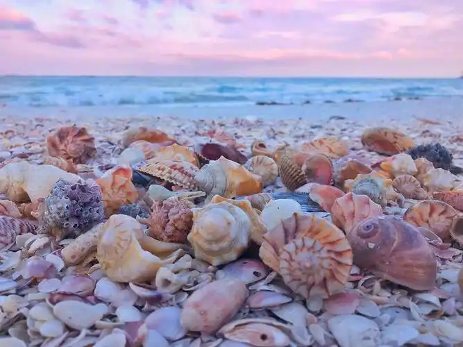 贝壳沙滩,感觉好运撒了一地__财经头条