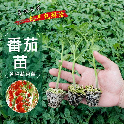 四季小番茄苗千禧圣女果矮生西红柿秧苗盆栽菜苗大全秧果苗大全春