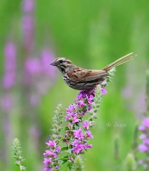 站在花枝上的小麻雀