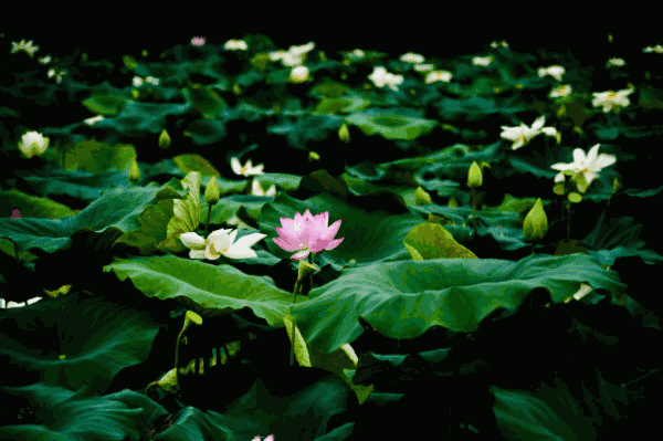 夏日荷韵(tony 荷花诗词集)