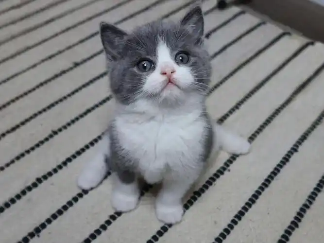 猫舍坐标 南澳阿德莱德全澳可飞7615#澳洲猫舍  #澳洲英短猫舍