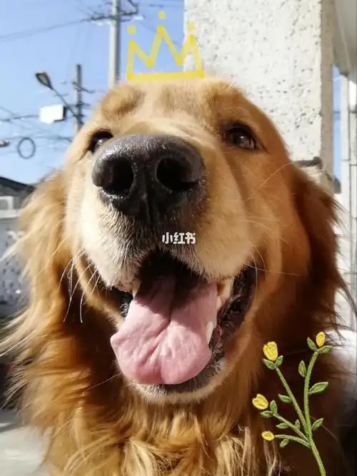 金毛阿旺5岁啦