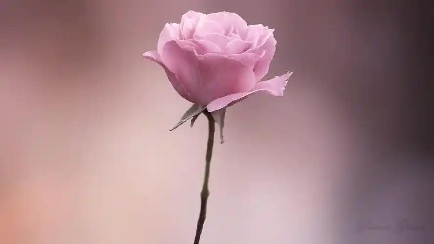 小清新唯美意境高清桌面壁纸第八辑-风格壁纸-手机壁纸下载-美桌网