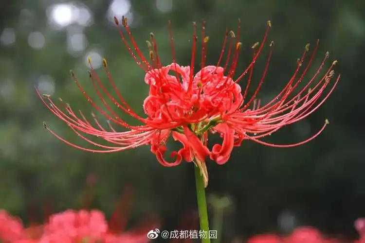 彼岸花红透抖音成都这些网红看花地必须安利给你