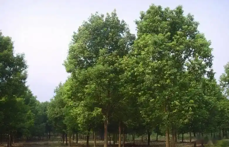 南北方27种行道树大全你值得收藏