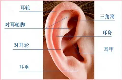 正常的耳廓是由耳轮,对耳轮脚,对耳轮,耳垂,耳舟,耳甲等部分组成.
