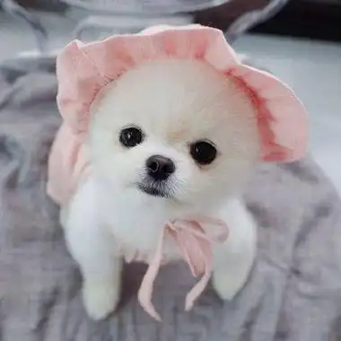 卖萌小可爱博美萌萌哒头像