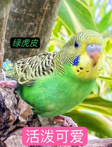 鹦鹉活鸟手养小鸟会说话可爱虎皮鹦鹉宠物鸟 绿虎皮(包教说话)公母可