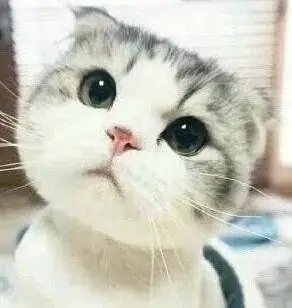 小猫咪歪头杀 - 这只小猫咪歪头杀表情萌死我了 _猫咪_歪头杀_喵星人