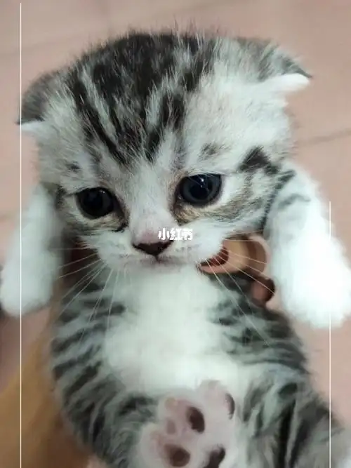 蓝猫和矮脚美短生的崽