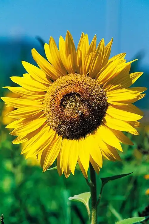 自然好看的花图片大全 20种好看的花名字及图片