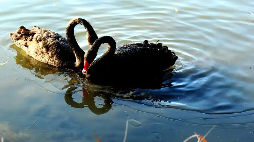 在福海自由遨游的野生黑天鹅