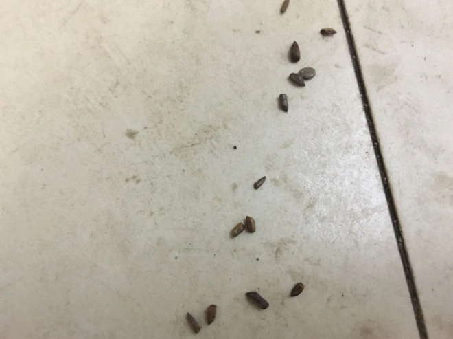 蟑螂粪便是什么样子的