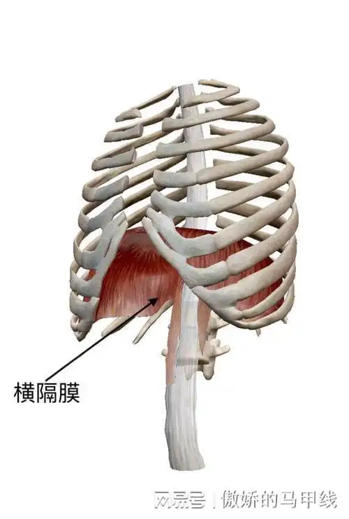 什么是横膈膜浅谈横膈膜的功能
