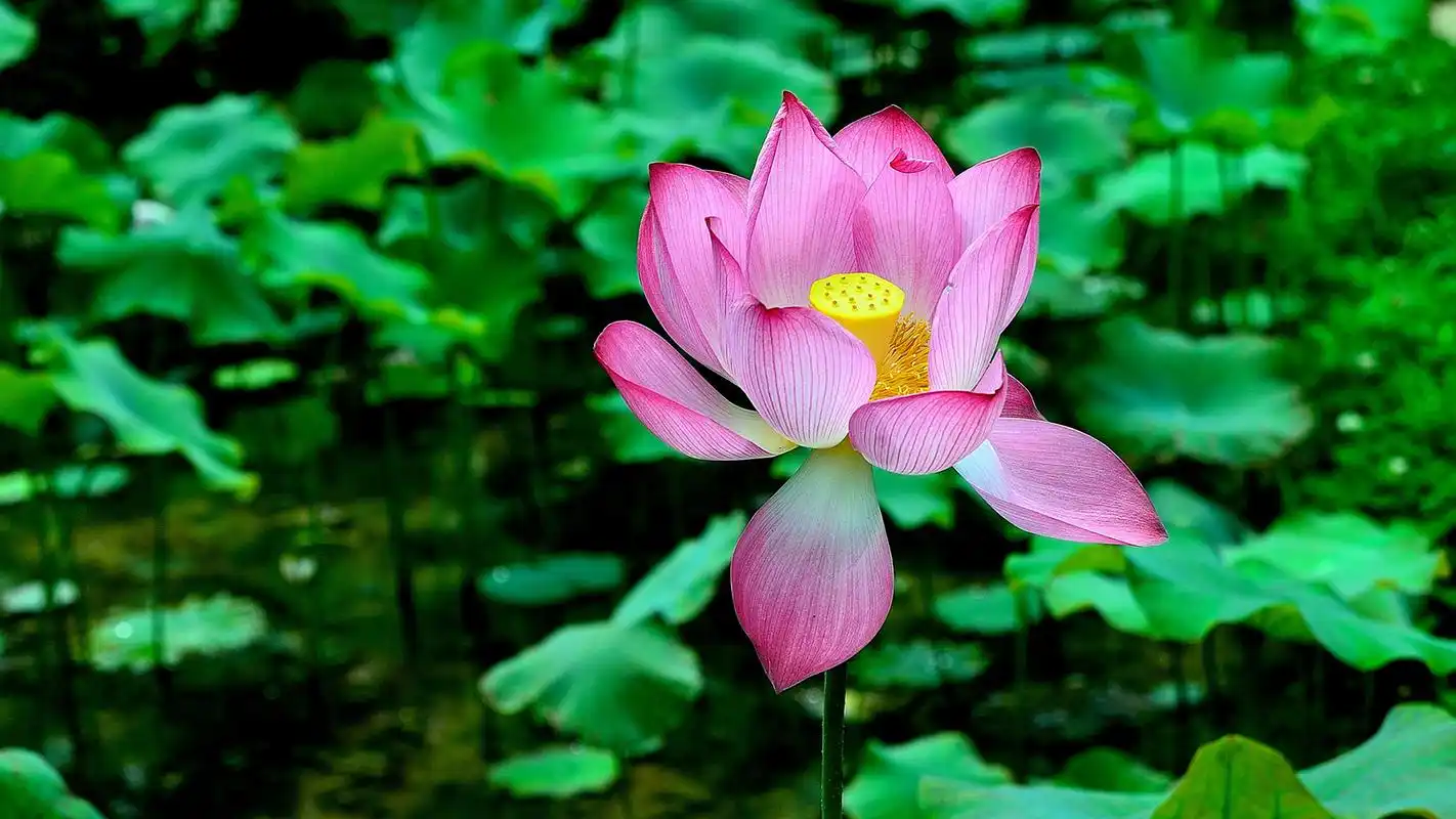 清雅纯洁的荷花高清桌面壁纸高清大图预览1920x1080_植物壁纸下载_美