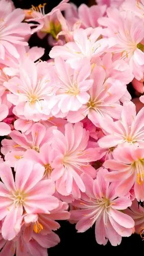 许多粉红色的花朵,花瓣,明亮 1080x1920 iphone 8/7/6/6s plus 壁纸