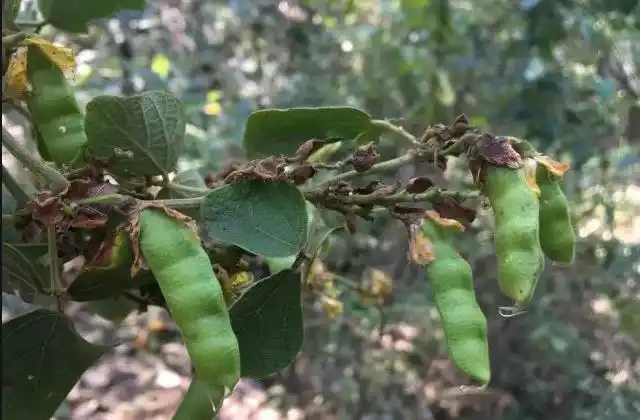 虫豆的功效与作用_美健品健康网