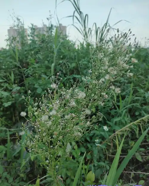 是菊科,飞蓬属一年生或二年生草本植物.