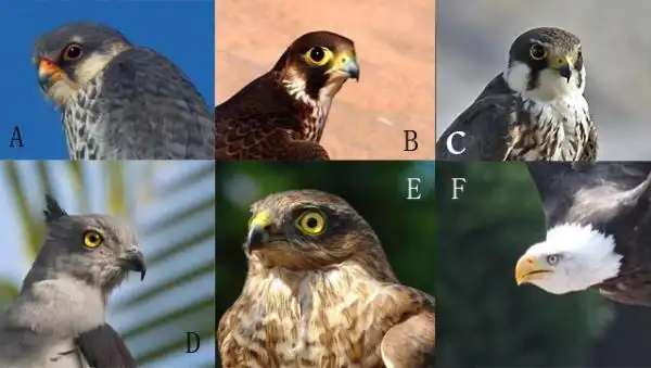 科普关于鹰隼雕枭的区别是什么