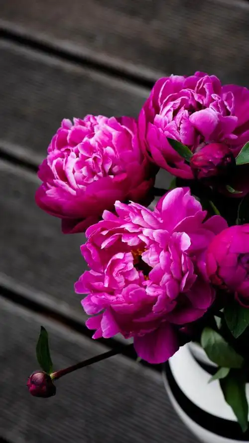 赏牡丹,高清图片,手机壁纸