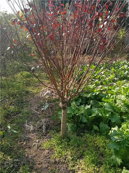 想制作美人梅盆景?来这边广汉园林教你!