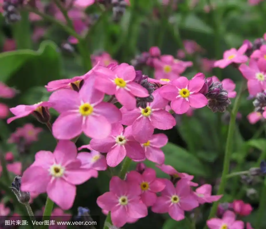 美丽迷人的粉色勿忘我花盛开在温哥华公园花园2019年春天