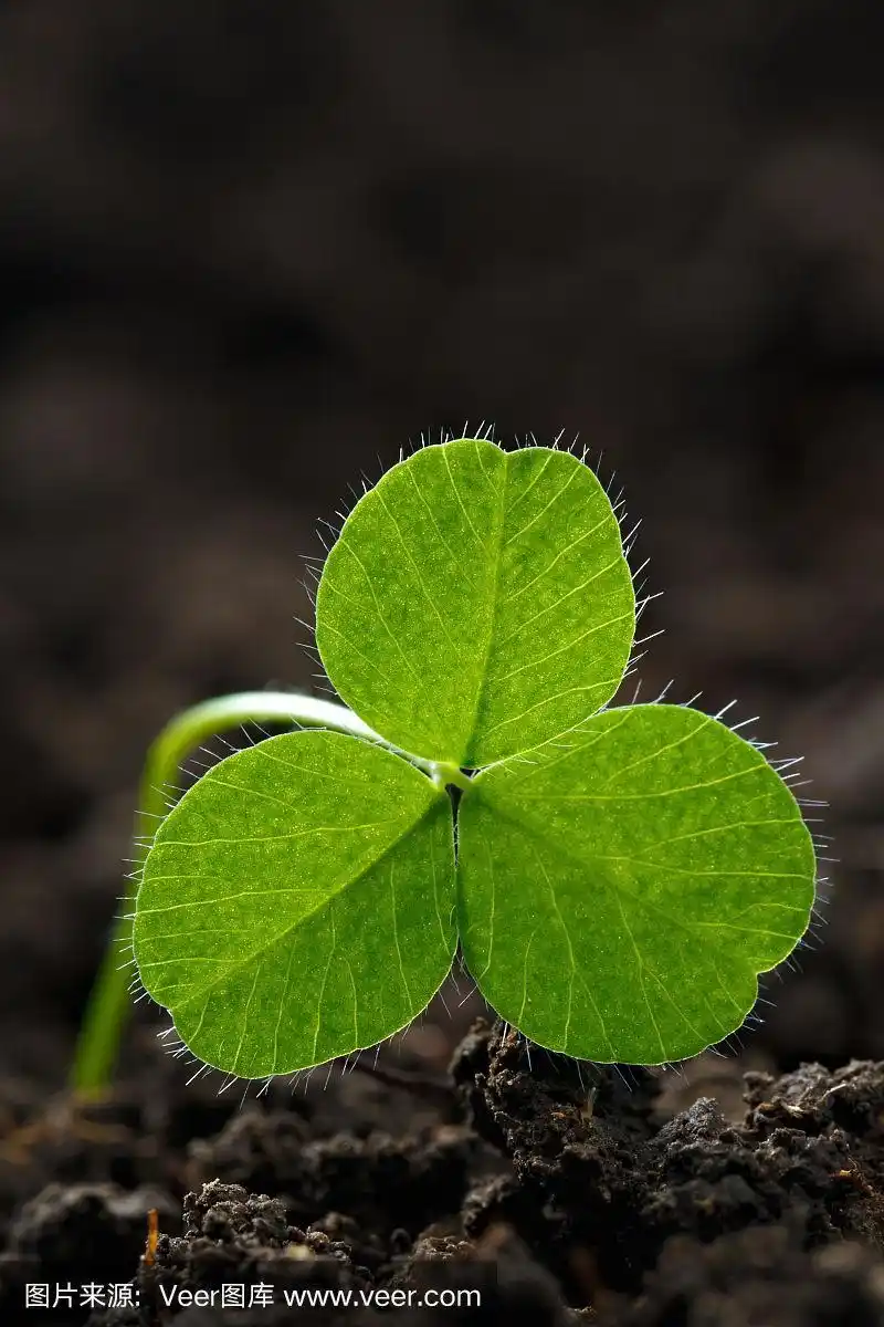特写的新鲜的草芽三叶草.圣帕特里克节的象征