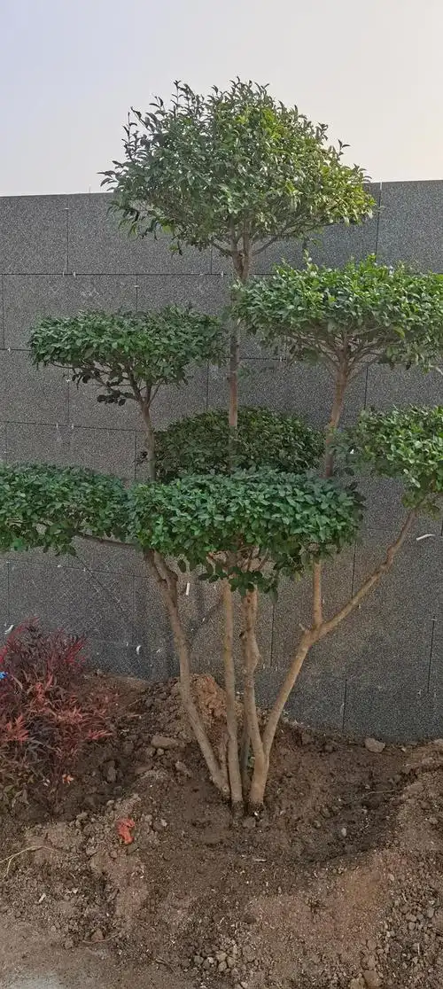 北方常绿灌木有哪些,北方常绿灌木有哪些种类(北方常绿植物名称及简介