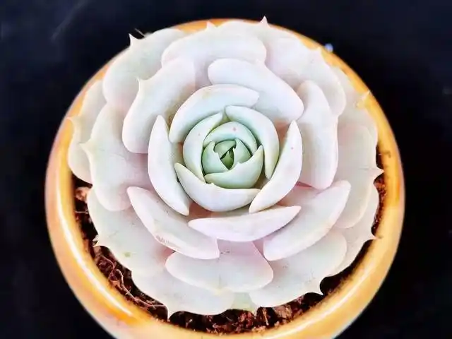 美到窒息的4种"莲花"多肉—丽娜莲 露娜莲 密叶莲 钢叶莲