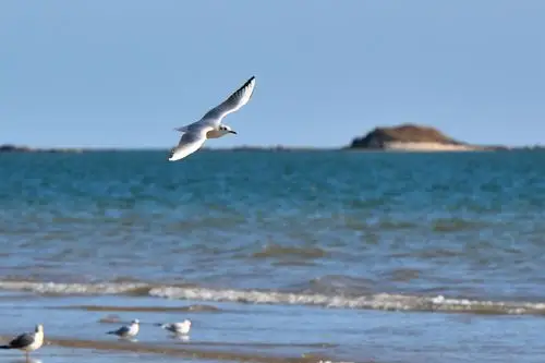 银滩海边的海鸥 - 美篇