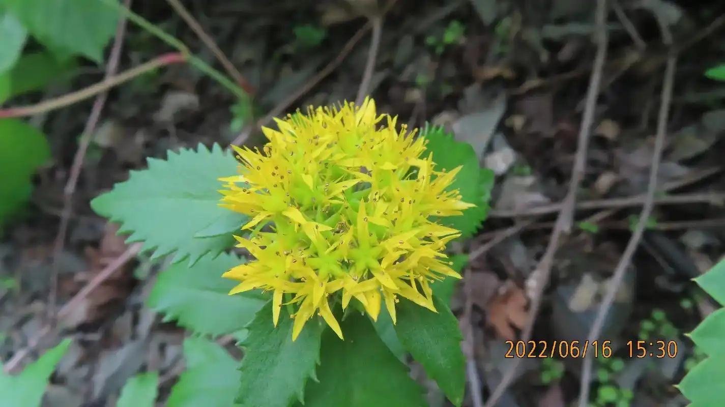 景天三七,景天科景天属多年生草本植物#植物 #一花一草一世界 - 抖音