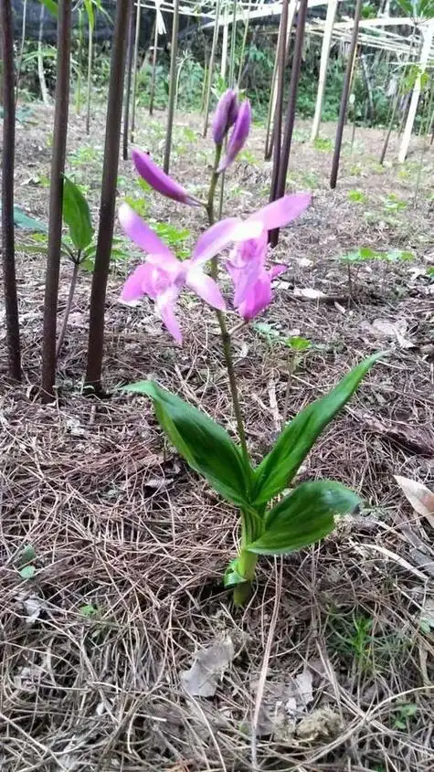 一味中药"抗癌草"比化疗强100倍,可杀死"癌细胞",只要几块钱!