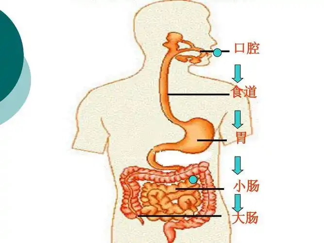 图医院海报哎哟胃大部切除术ppt医院用示意图人体消化系统模式挂图牙