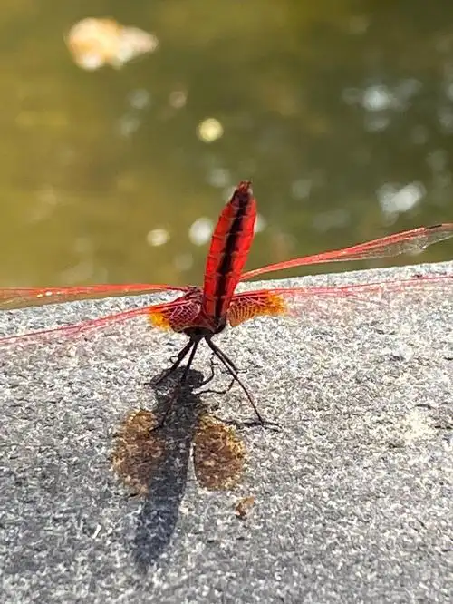 好配合我让我拍了10张照片美丽的红蜻蜓