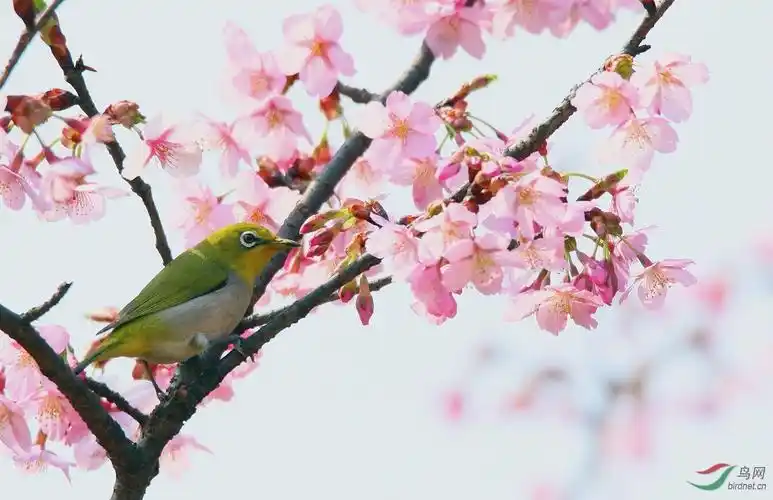 春天来了鸟语花香最近一直努力拍摄理想的花鸟图不容易啊