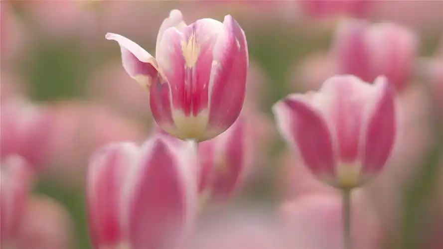 郁金香唯美高清桌面壁纸