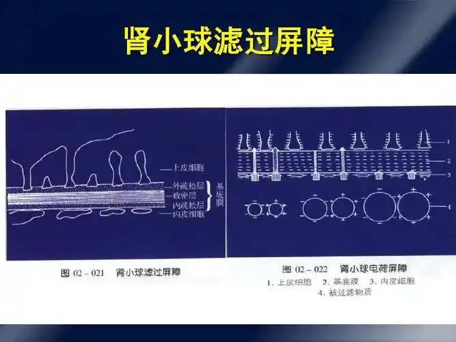 肾小球滤过屏障