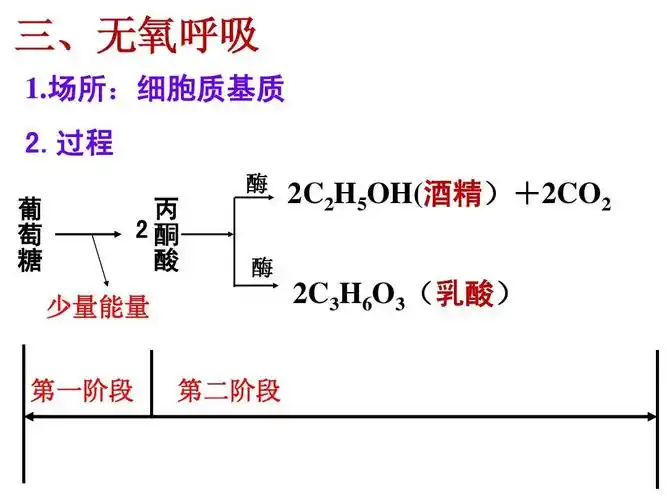 三,无氧呼吸 1.场所:细胞质基质 2.