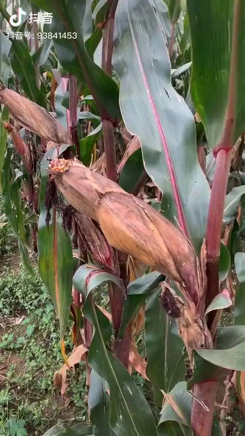 紫杆玉米特点优势农业农村农民种植玉米大田技术