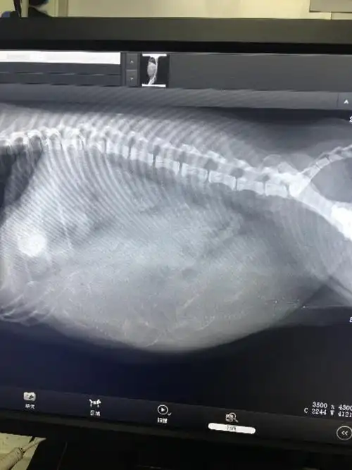 怎么看怀孕狗狗拍x片小狗数量?